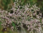 Corynephorus canescens image