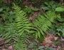 Coryphopteris simulata image