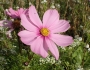 Cosmos bipinnatus image