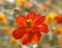 Cosmos sulphureus image