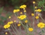 Cota tinctoria image