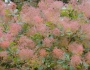 Cotinus coggygria image