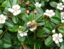 Cotoneaster dammeri image