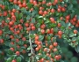Cotoneaster horizontalis image