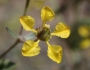 Cottsia gracilis image