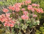 Cotyledon orbiculata image