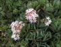 Crassula arborescens image