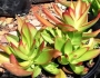 Crassula capitella image