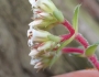 Crassula obovata image