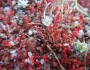 Crassula tillaea image
