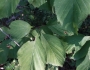 Crataegus calpodendron image