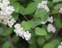 Crataegus coccinea image