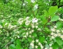 Crataegus crus-galli image