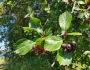 Crataegus douglasii image