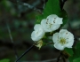 Crataegus flava image