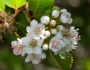 Crataegus gaylussacia image