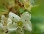 Crataegus intricata image