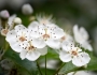 Crataegus laevigata image