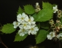 Crataegus macracantha image