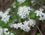 Crataegus marshallii image