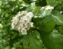 Crataegus maximowiczii image