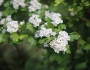 Crataegus monogyna image