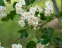 Crataegus phaenopyrum image