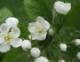 Crataegus punctata image