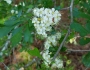 Crataegus spathulata image