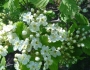 Crataegus submollis image