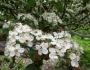 Crataegus viridis image