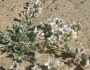Cressa truxillensis image