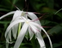 Crinum americanum image