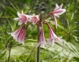 Crinum bulbispermum image