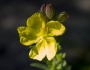 Crocanthemum bicknellii image
