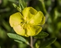 Crocanthemum canadense image