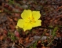 Crocanthemum scoparium image