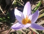 Crocus biflorus image