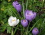 Crocus vernus image