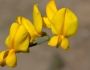 Crotalaria juncea image