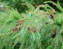 Cryptomeria japonica image