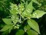 Cryptotaenia canadensis image