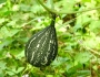 Cucurbita argyrosperma image
