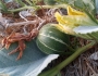 Cucurbita foetidissima image