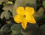 Cucurbita moschata image