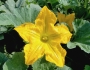 Cucurbita pepo image