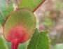 Cunonia capensis image