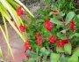 Cuphea llavea image