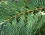 Cupressus leylandii image