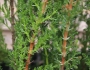 Cupressus sempervirens image